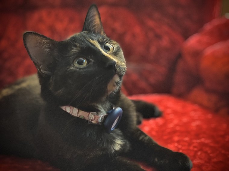 A photograph of a cat found on the customer's hard drive.
